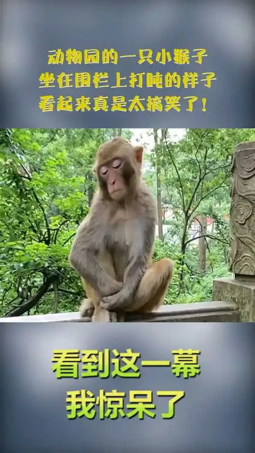 动物园的一只小猴子,坐在围栏上打盹的样子,看起来真是太搞笑了
