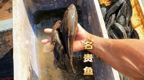 今大风浪搞野全是好货,一搞就收获了几百块,天气恶劣收获才是好
