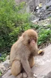 济源五龙口的新打开方式这么贱的猴子你见过么
