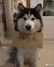 轻松一笑父母会有辛苦种的白菜被猪拱了的伤感

