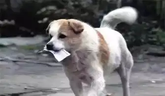 乐馨推荐主人,我又从外面给你捡了个宝贝回来
