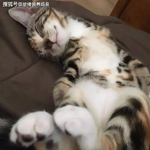 流体动物小猫咪也会落枕奇怪的睡姿,更奇怪的落枕方式
