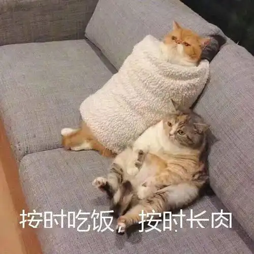 猫猫表情包第21期丨我等的猫它在多远的未来
