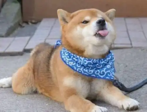 小柴犬和宝宝路上偶遇,宝宝好奇揪了揪狗脸,狗子委屈它扒拉我
