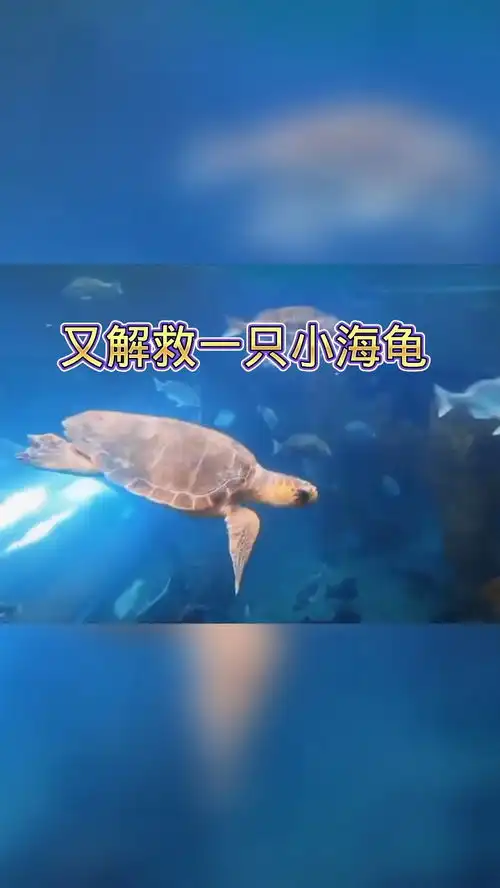 又解救一只小海龟搞笑视频搞笑配音搞笑
