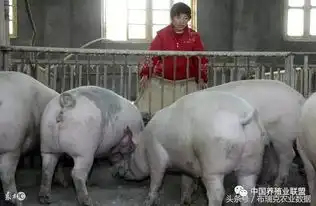 猪价再次开启下跌模式,后市或仍有反弹机会
