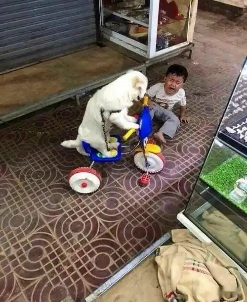 动物搞笑集锦2
