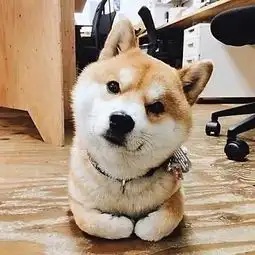 盘点世界国犬哪家萌日本只能排第三,第一当之无愧
