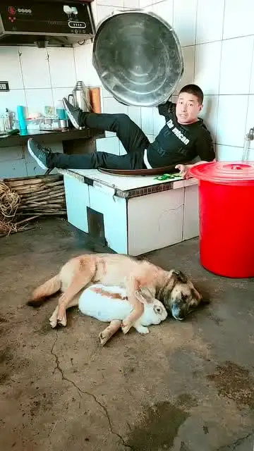 爆笑短视频一锅炖人狗兔啊大咖说笑
