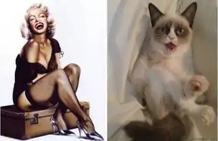 那些与美女动作出奇一致的猫
