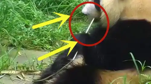 吃竹子卡住牙齿,竟大胆的拔孔雀毛剔牙,手机拍下搞笑瞬间
