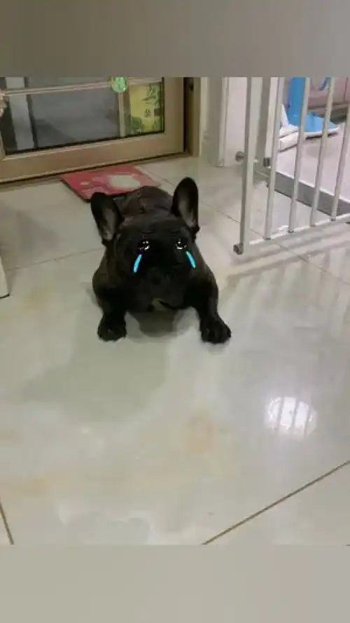 家养宠物激萌动物法国斗牛犬小奶狗爆笑动物动物卖萌宠物造型
