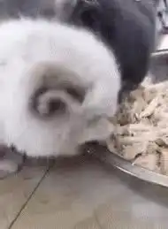 搞笑图片幽默段子笑话老板,当初买拖鞋你和我说保证不掉色的
