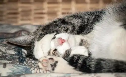 你家猫咪多爱你,看睡姿就知道了从睡姿读懂猫咪对你的安全感
