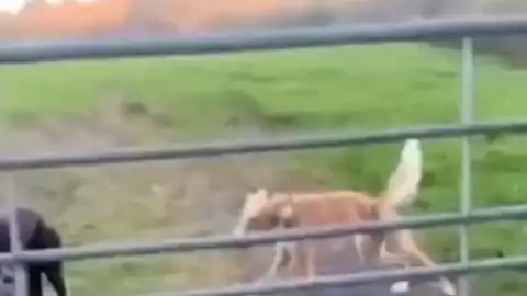 动物成精动物成精狗狗搞笑狗子憨狗宠物沙雕迷惑行为
