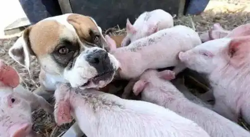 狗狗母爱泛滥给8只无妈的小猪当奶妈,如此温馨又搞笑的画面实属难见啊
