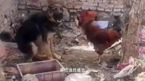 爆笑猪是我干哥呢
