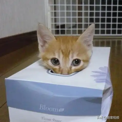 搞笑猫咪图片一箩筐,喵呜

