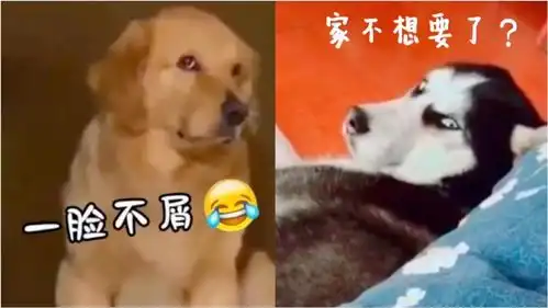 爆笑动物合集之二狗子我也是有脾气的,家不想要了
