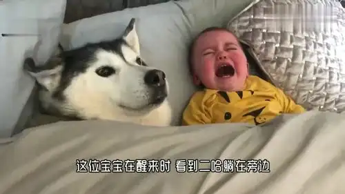 小宝宝偷偷霸占了狗窝,接下来狗狗的反击,妈妈都笑翻了
