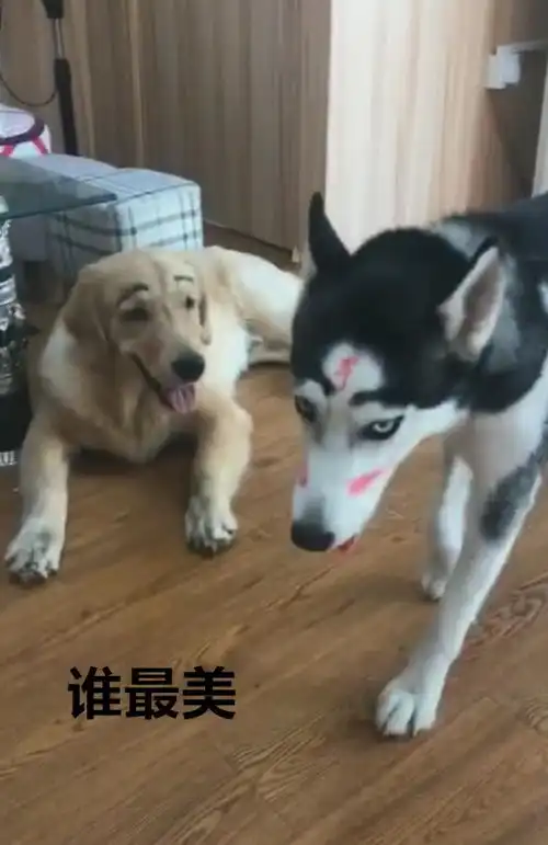 表情主人给金毛二哈化妆,两只狗狗比赛谁漂亮,搞怪一幕笑翻表情

