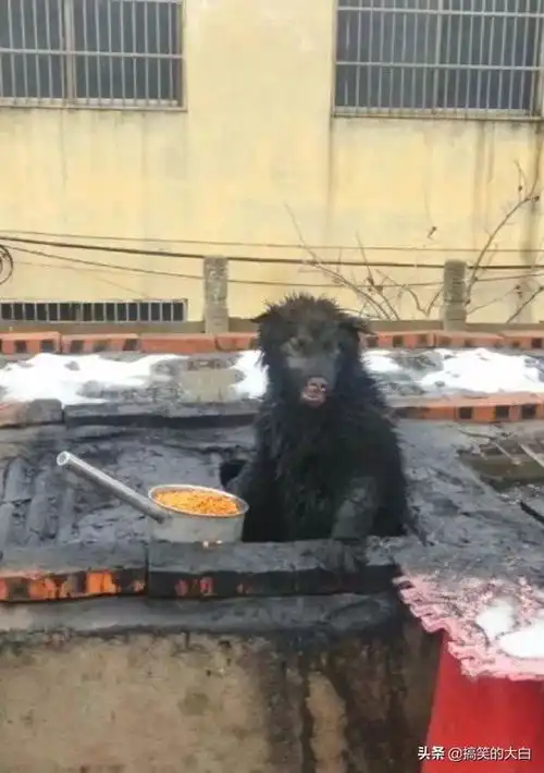 爆笑动图是猴子出了轨,还是狗子变了心
