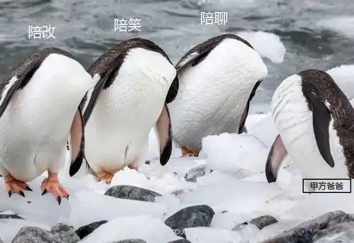 假如动物有一个设计圈........
