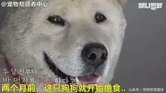 好友去世,14岁老狗绝食两个月,结局却让人爆笑
