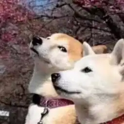 情侣头像以后会有猫的女儿也会有的

