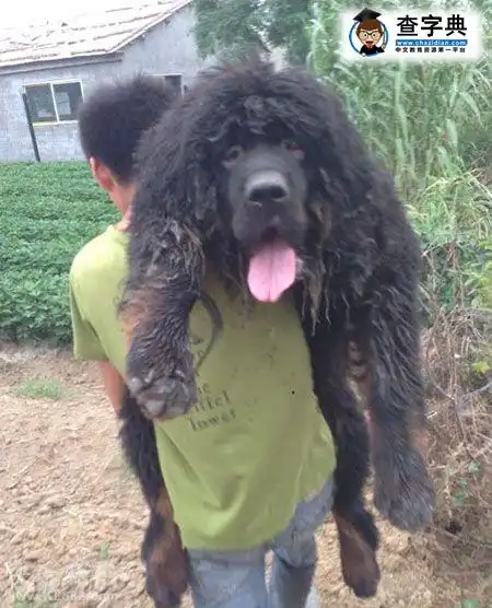 这货是藏獒吗,是遛狗还是遛人
