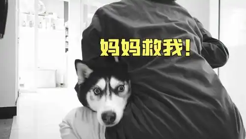 哈士奇追着蜜蜂咬,隔了会主人觉得不太对你怎么又搞事情了
