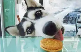 饼干饼干我爱你,就像老鼠爱大米
