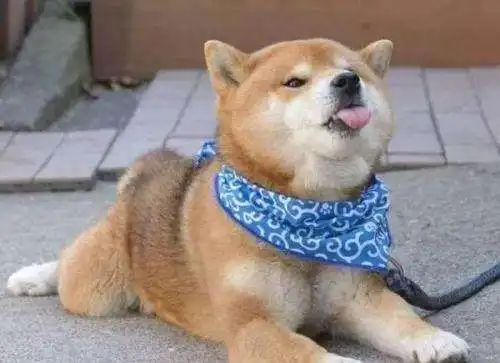 柴犬的教养,柴犬多少钱哪里买向往优宠宠物课堂
