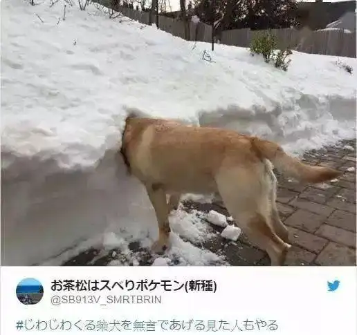 一波即将取代二哈的柴犬正在成长,就问一句爱我你们怕了吗
