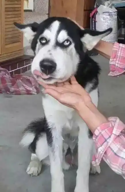 被蜜蜂蛰了的二哈,莫名的戳中了笑点....
