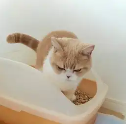 日本猫咪挑战不爽猫满脸不服
