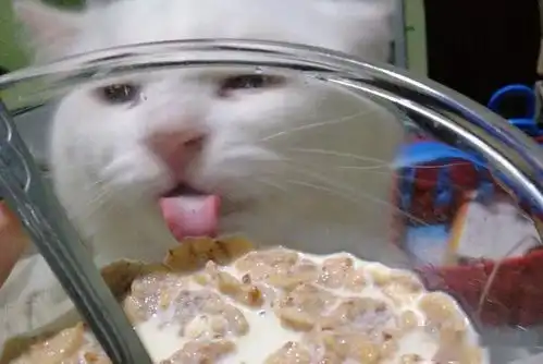千万不要让猫查你手机,小心挨打
