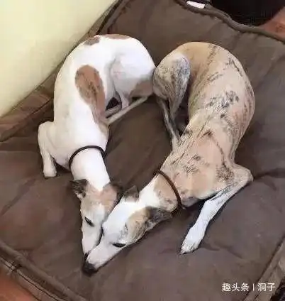 搞笑动态趣图gif睡觉中练习叠罗汉
