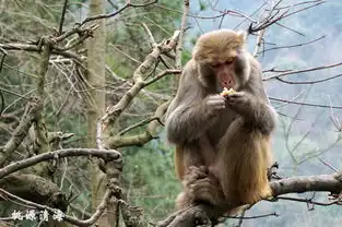黔灵山的猴
