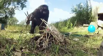 动物学家拍摄猩猩猴子剔牙点火烤蘑菇有趣画面高清组图
