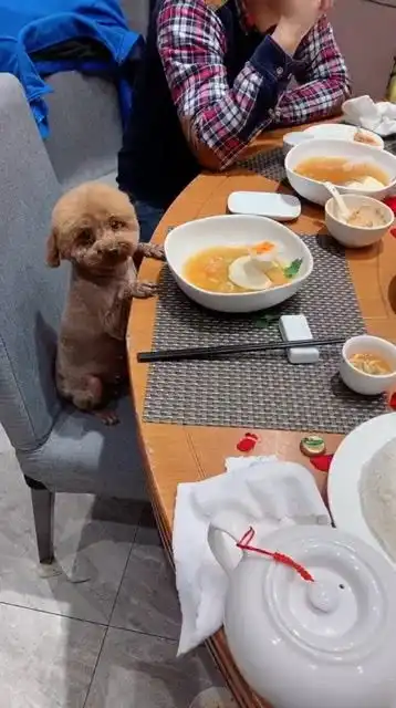 一只馋猫胖迪
