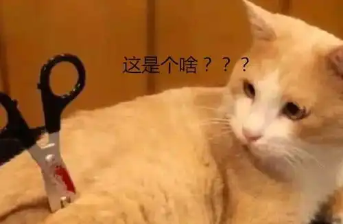 给猫咪剪毛时,不小心将剪刀扎进猫身体,淡定猫咪发生了什么
