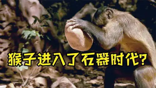 能把石头当工具的猴子,科学家担忧它们有没有进入石器时代
