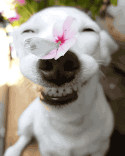 搞笑gif段子然后全班爆笑
