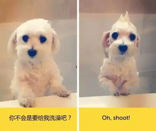 汪星人个个都是表情帝
