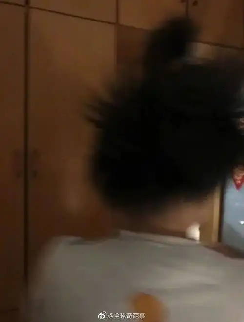 和老婆吵架胜利后,狗子一脸懵

