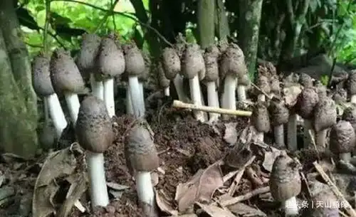 荔枝王荔枝王最新消息,新闻,图片,视频聚合阅读新浪网

