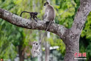 印度顽皮小猴抓住妈妈尾巴荡秋千十分逗趣

