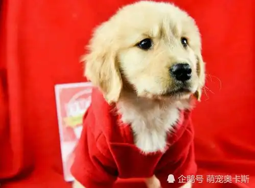 连搞破坏都这么可爱,也只有金毛能做到,主人气笑了
