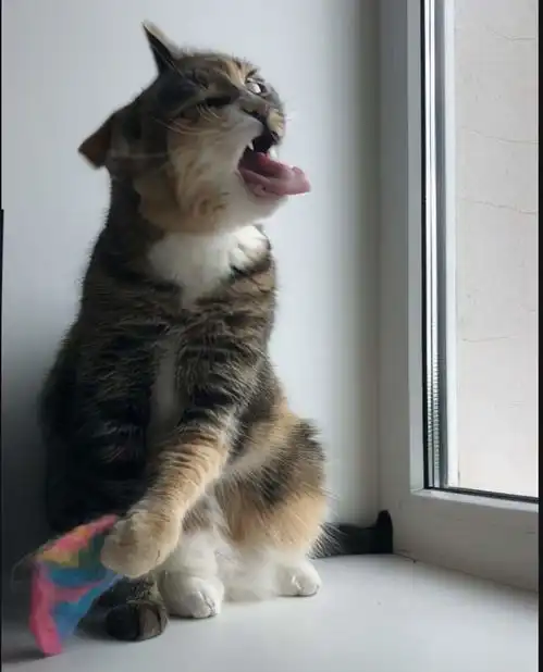 猫咪口臭罪魁祸首究竟是谁
